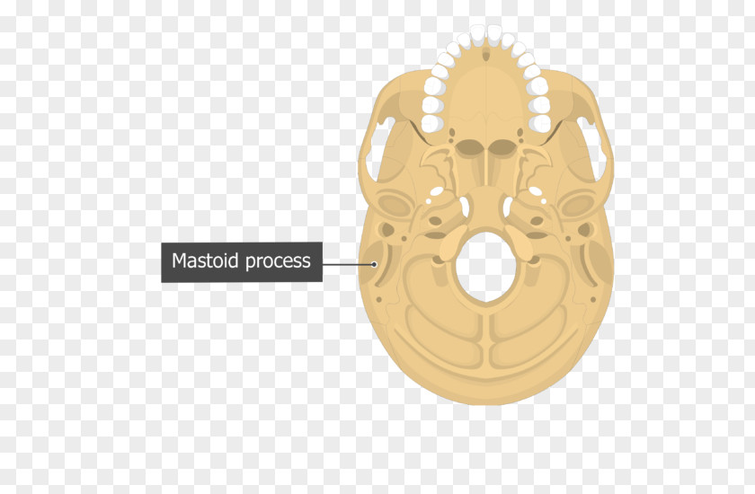 Ear Hole Mastoid Part Of The Temporal Bone Process Anatomy PNG