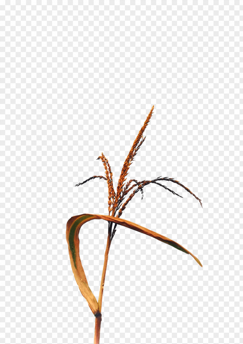 Plant Stem Twig Grasses Plants Science PNG
