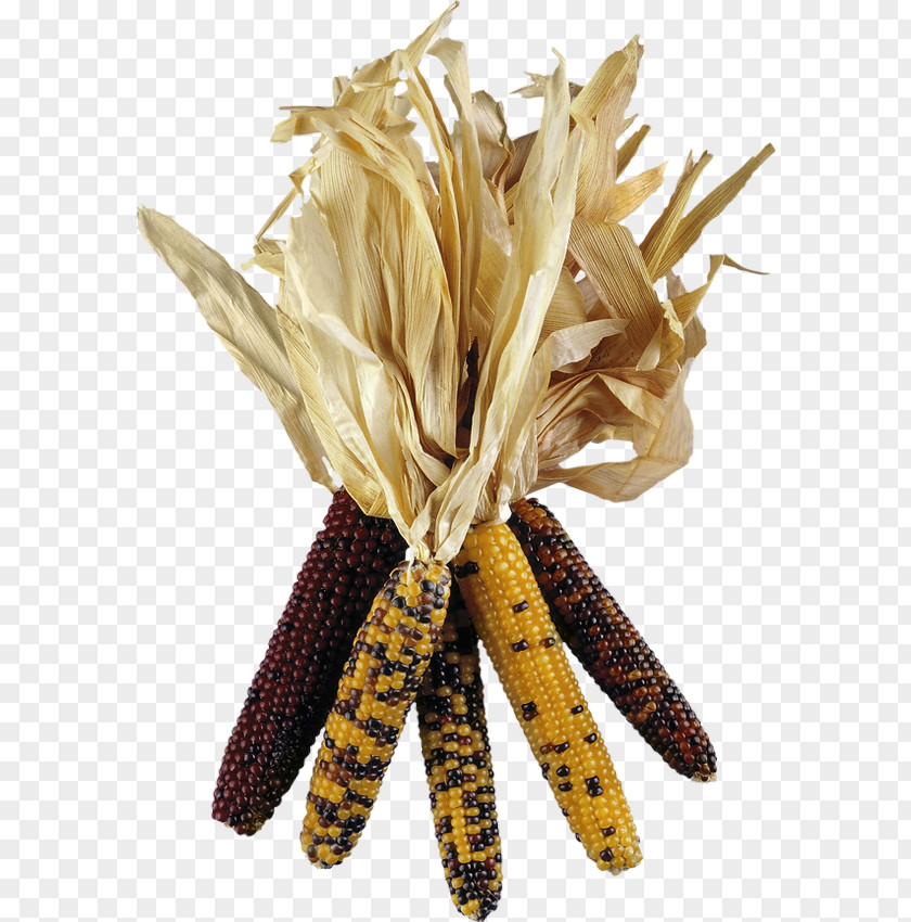 Popcorn Maize Grain PNG