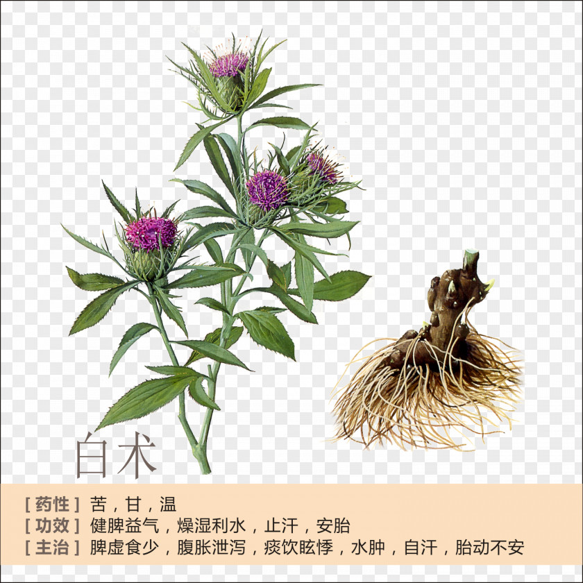 Atractylodes Profile Bai Zhu Lancea Rhizome Herb Traditional Chinese Medicine PNG