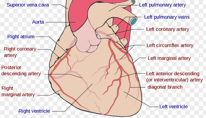 Coronary Artery Anatomy Circulation Right Arteries Left Disease PNG