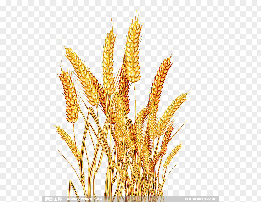 Rice Emmer Oryza Sativa Cereal PNG