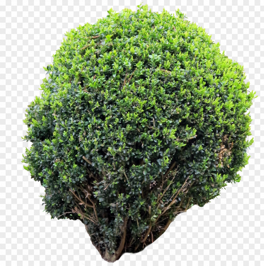 Boxwood Borer Image Tree Desktop Wallpaper Shrubland PNG