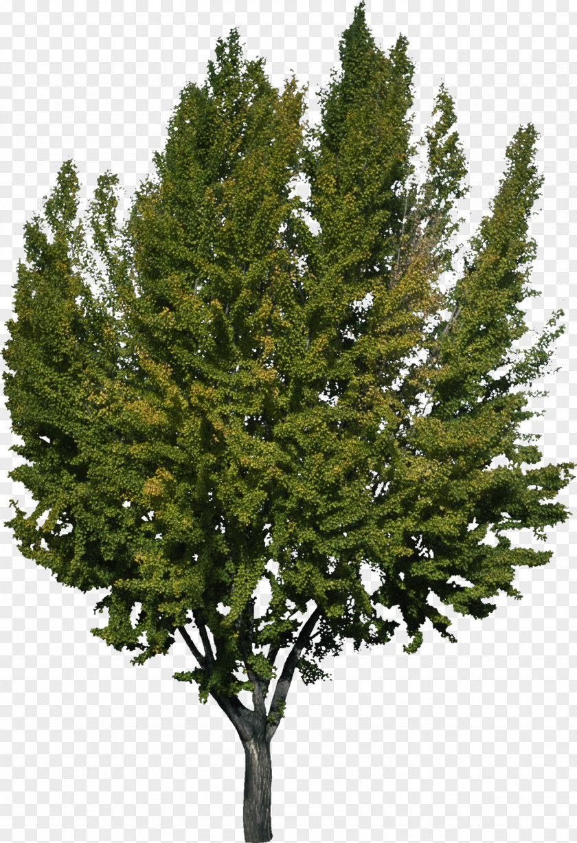 Bush Tree Woody Plant Spruce Pine PNG