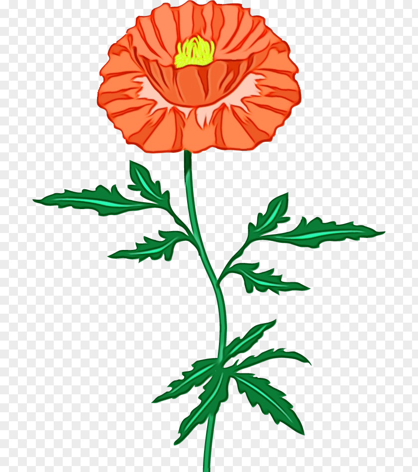 Chrysanthemum Plant Stem Cut Flowers Petal Flower PNG