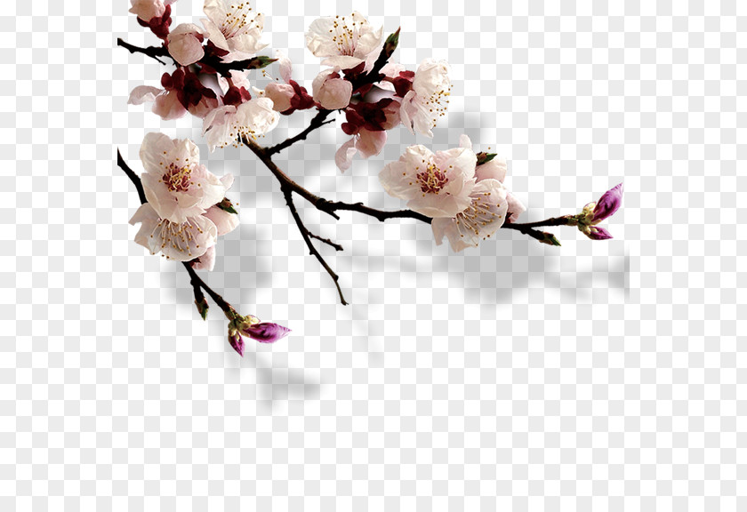 Plum Flower Exhibition Place China High Park Cherry Blossom Hanami PNG