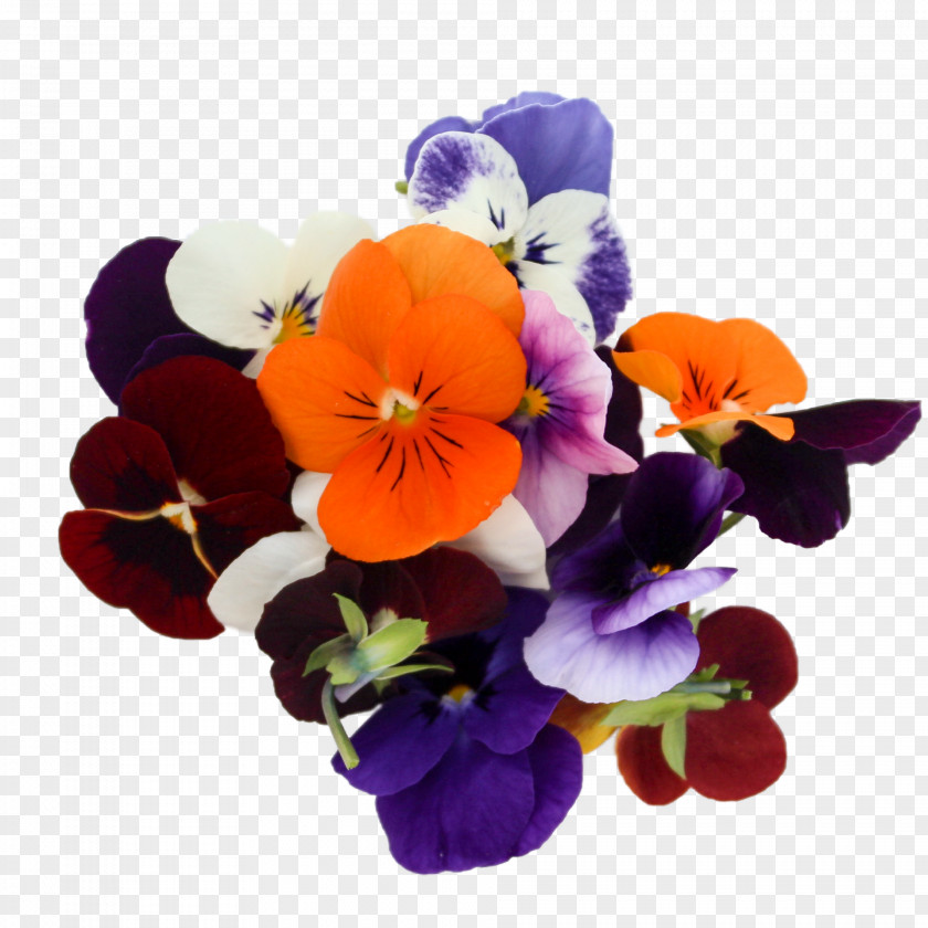 Violet Pansy Floral Design Cut Flowers Annual Plant PNG