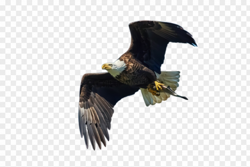 Wing Falcon Flying Bird Background PNG
