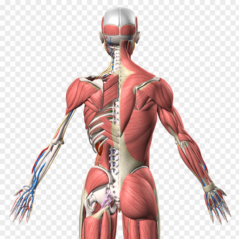 Arm Muscle Homo Sapiens Human Anatomy Back PNG