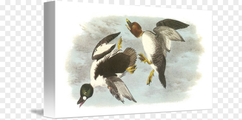 Bird Watercolor Duck Computer Mouse Mats Common Goldeneye United Kingdom PNG