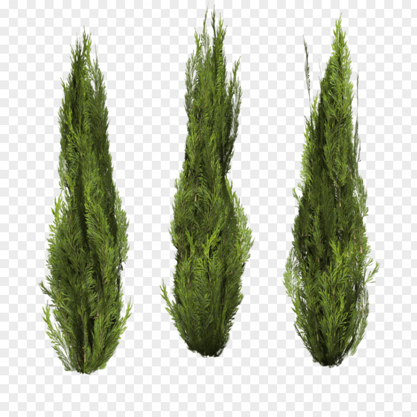 Bushes Image Shrub Clip Art PNG