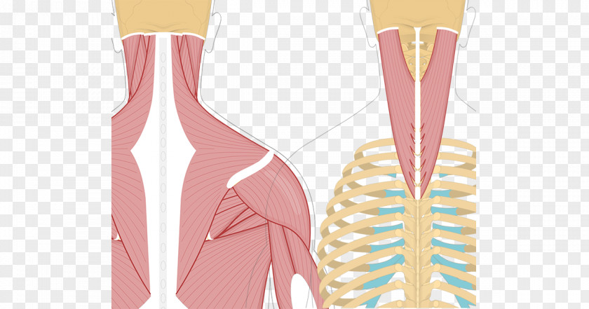 Neck Muscle Splenius Capitis Cervicis Semispinalis Muscles PNG