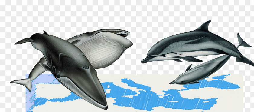 Whale Striped Dolphin Rough-toothed Wholphin Tucuxi White-beaked PNG