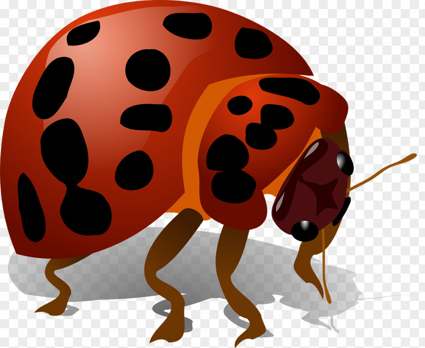 Bugs Beetle Ladybird Firefly Clip Art PNG