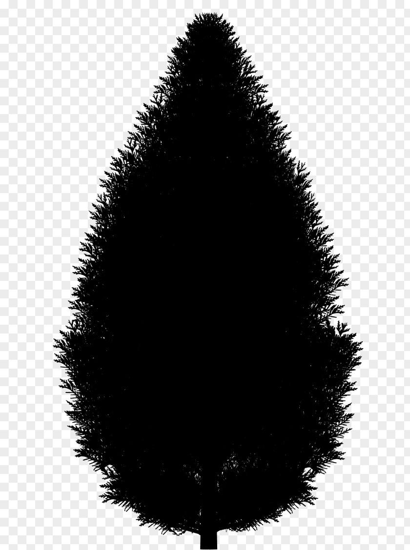 Fir Christmas Tree Spruce PNG