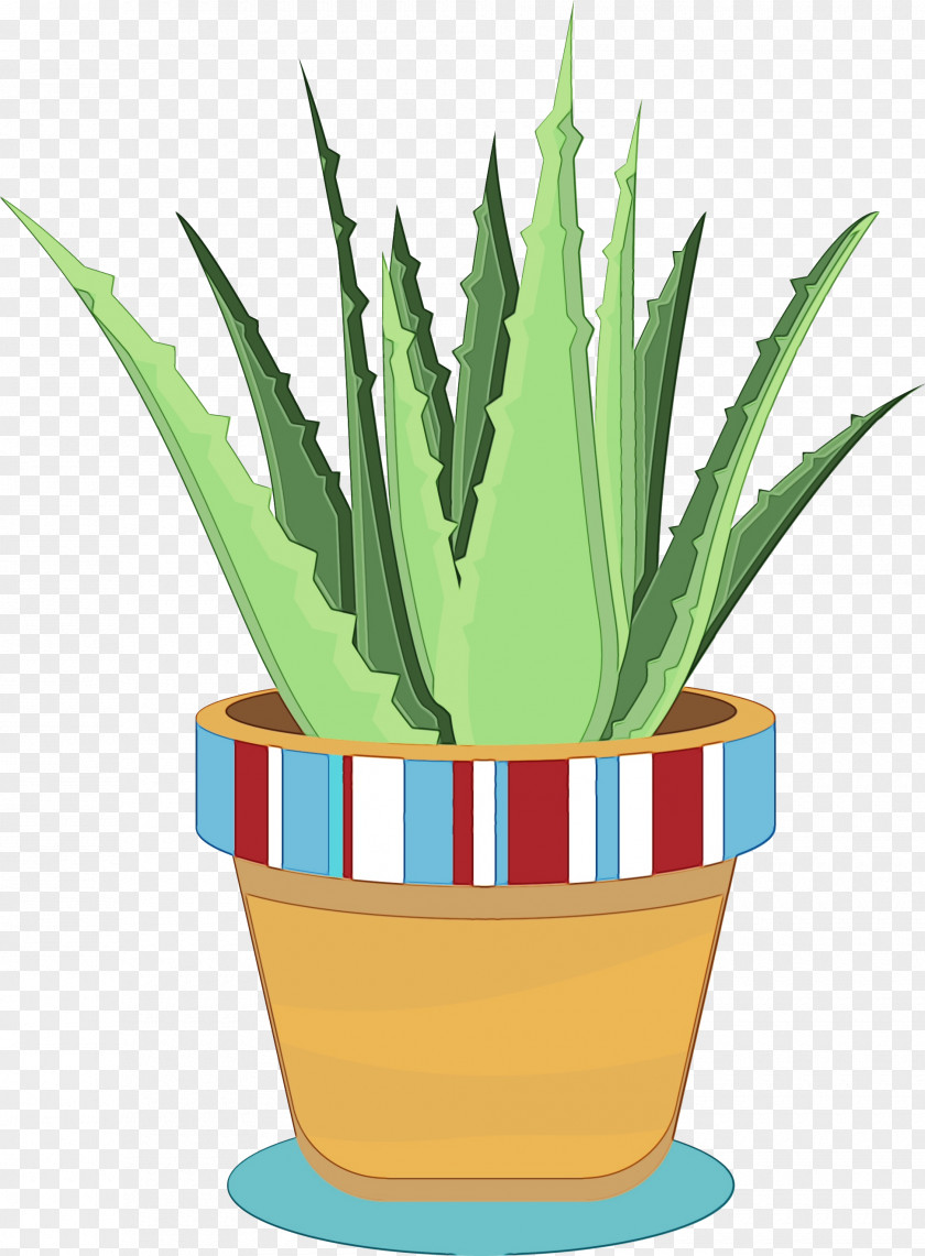 Perennial Plant Agave Azul Aloe Vera PNG