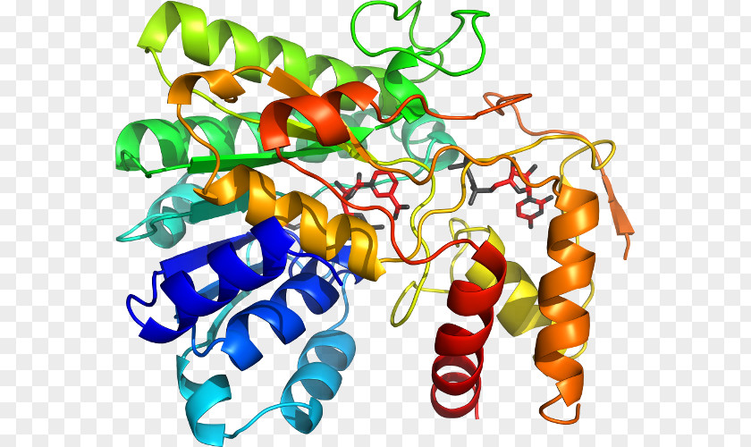 Phospholipase A2 Line Animal Clip Art PNG