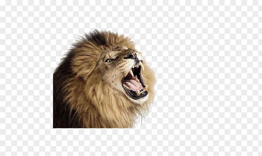 Roaring Lion Cougar Cat PNG