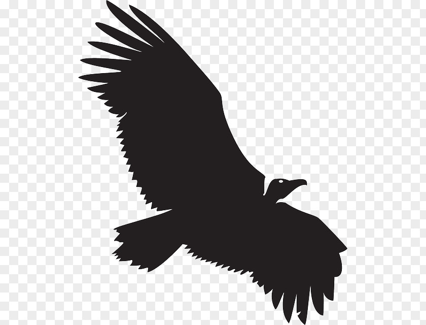 Spread Turkey Vulture Beaky Buzzard Clip Art PNG