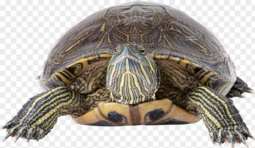 Turtle Box Reptile Tortoise Sea PNG