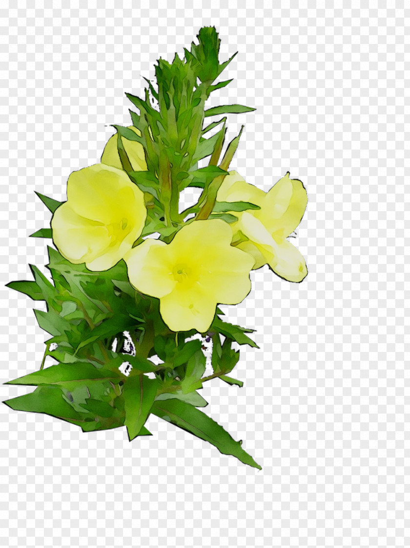 Floral Design Cut Flowers Common Evening-primrose PNG