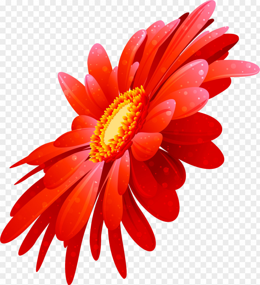 Gerbera Transvaal Daisy Cut Flowers Chrysanthemum Clip Art PNG