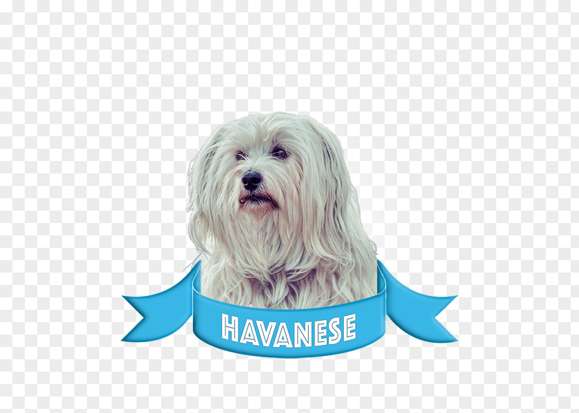 Lhasa Apso Havanese Dog Jack Russell Terrier Boston Sunscreen French Bulldog PNG