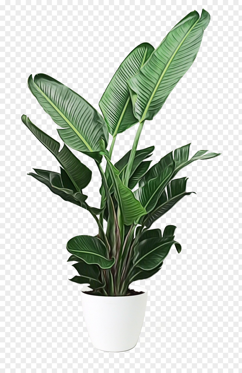 Palm Trees PNG