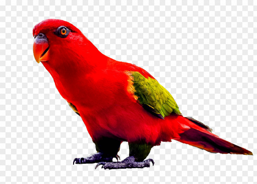 Parrot Lovebird True Red-and-green Macaw Reptile PNG