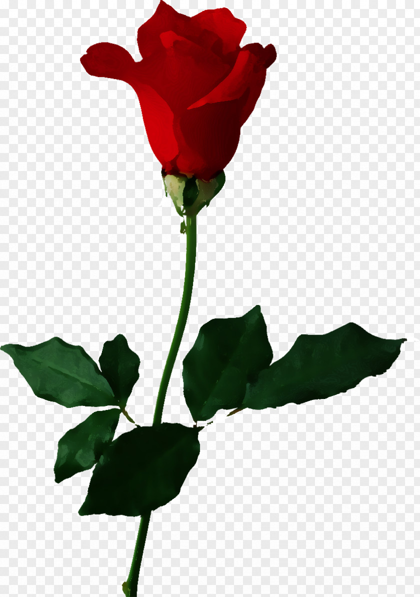 Rose Clip Art PNG