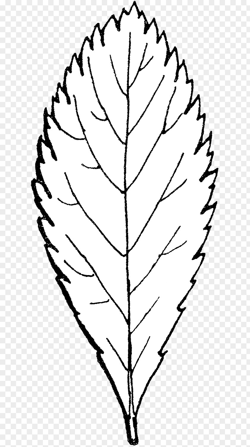 Shrubbery Button Twig Clip Art Line Leaf Plant Stem PNG