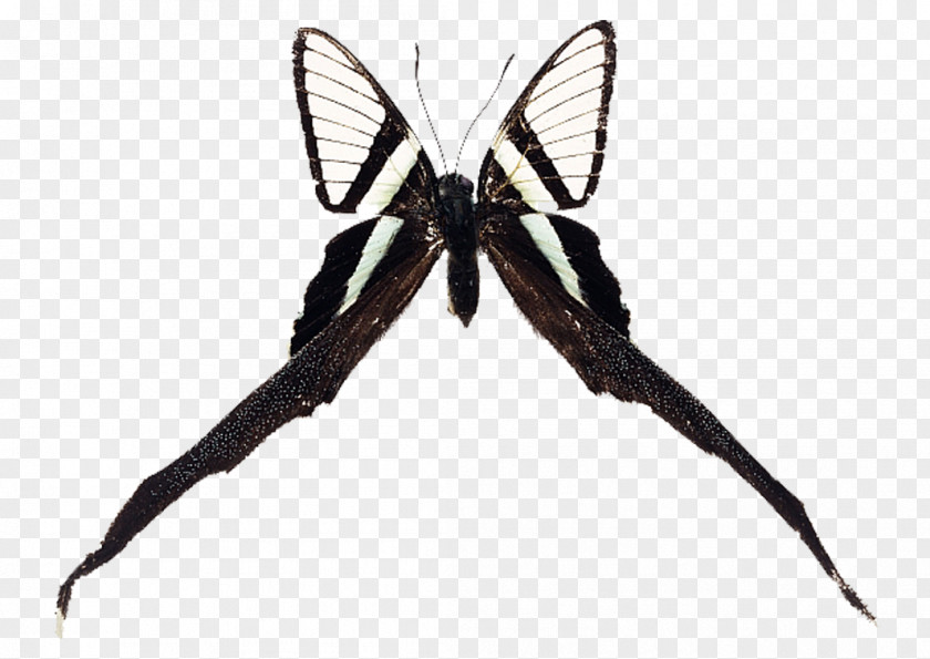 Butterfly Brush-footed Butterflies Swallowtail Insect Moth PNG