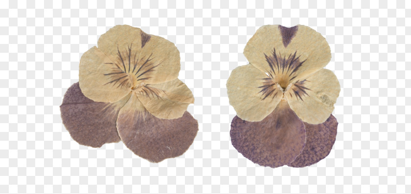 Flower Pressed Craft Petal Digital Image PNG