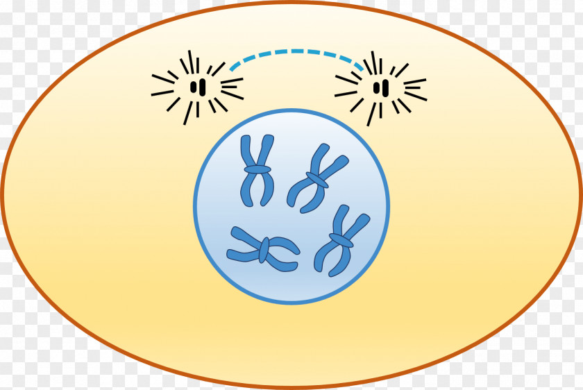 Prophase Interphase Cell Cycle Chromosome Chromatin PNG