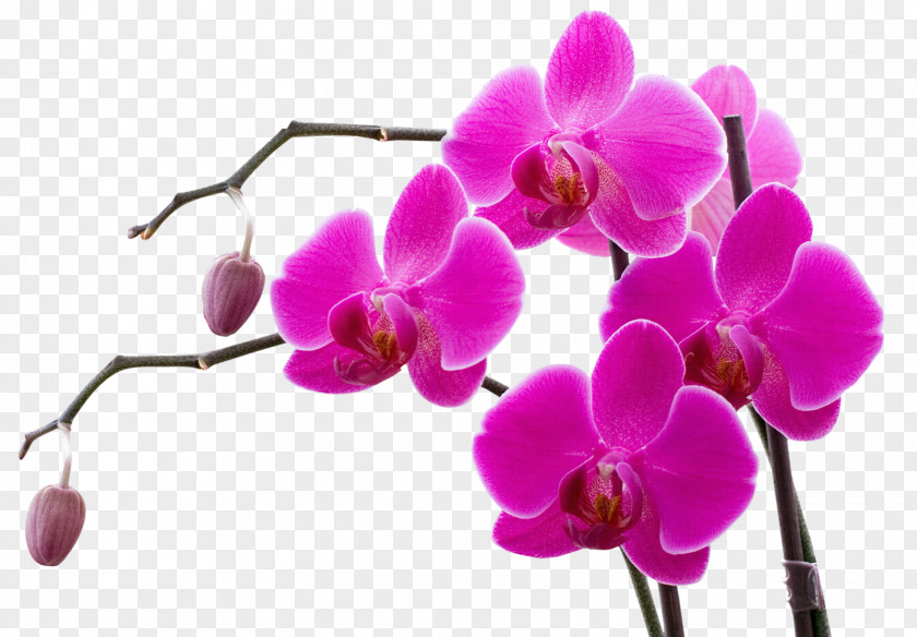 Purple Orchid Spring Box Orchids Flower Color Clip Art PNG