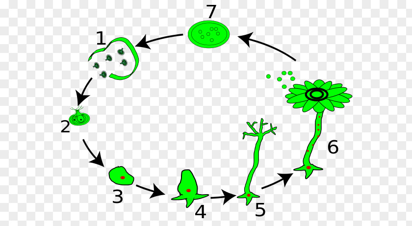 Acetabularia Acetabulum Algae Biological Life Cycle Ulvophytes PNG