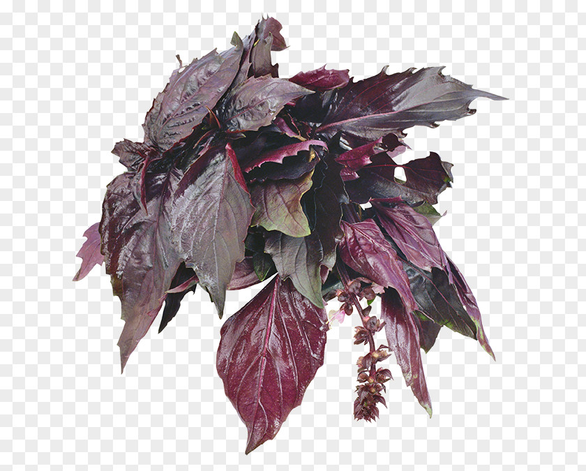 базилик Beefsteak Plant Basil Zagavory Herb Mints PNG