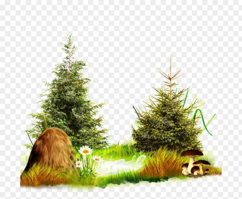 Christmas Tree Day New Year Spruce Fir PNG