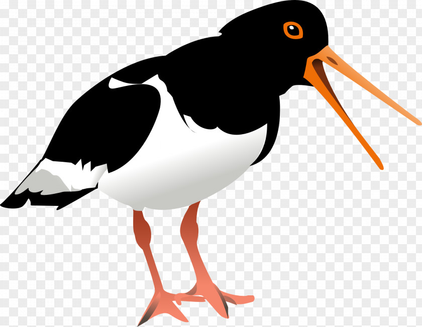 Flying Bird Haematopus Oyster Clip Art PNG