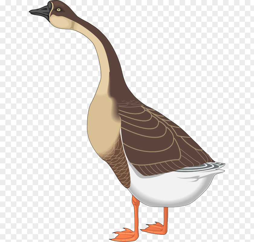 Free Bird Vector Canada Goose Mother Nene Duck PNG