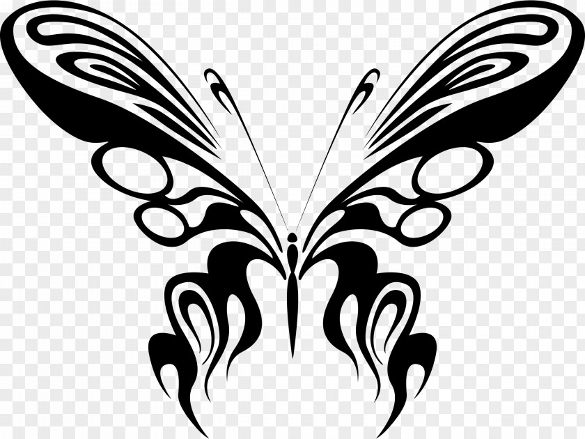 Insect Design Butterfly Line Art Drawing Clip PNG