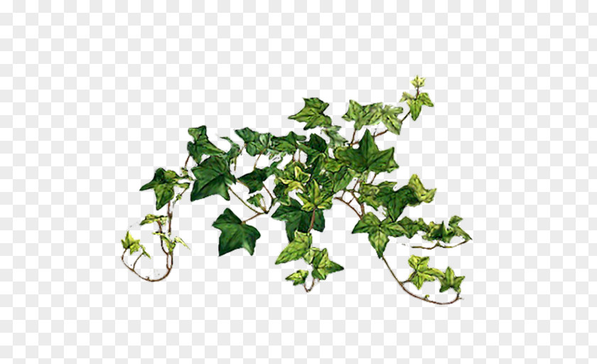 Plants Common Ivy Vine Image PNG