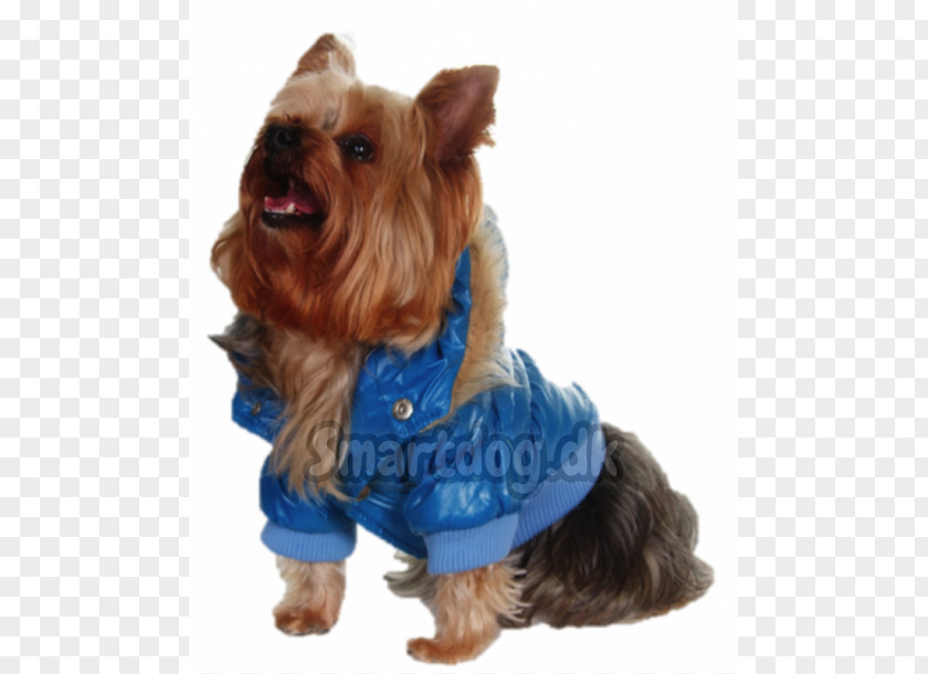 Alaska Dog Yorkshire Terrier Australian Silky Companion Breed PNG