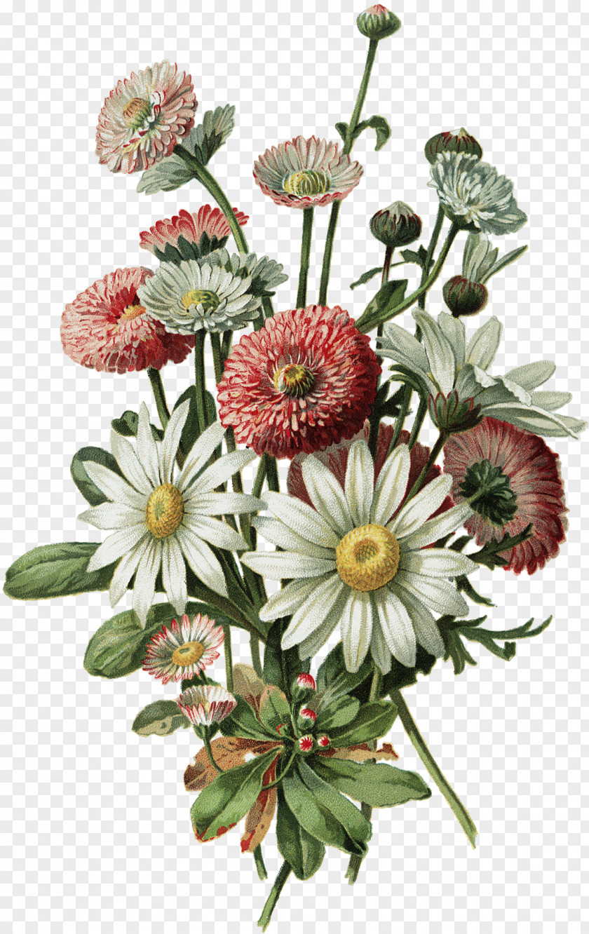 Botanical Illustration Drawing Flowers Design PNG