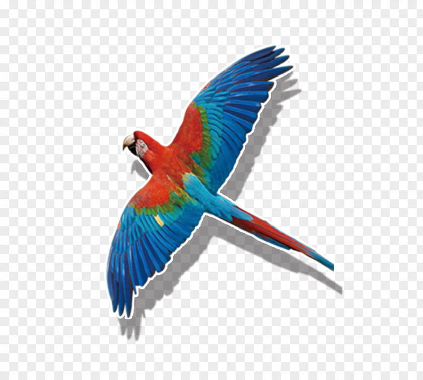 Colored Parrot Flying Budgerigar Bird True Macaw PNG