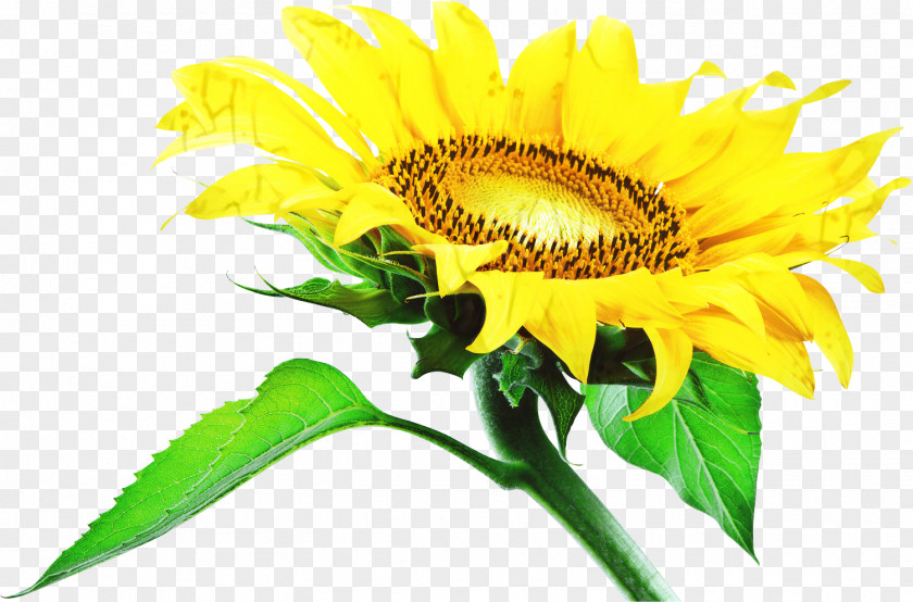 Common Sunflower Image Annual Plant Photography Seed PNG