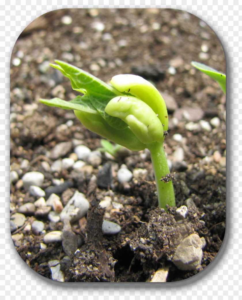 Cranberryhow Does It Grow Soil Plant Stem PNG