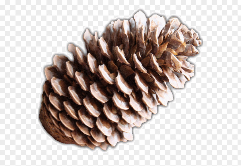 Pine Cone Pinus Montezumae Pseudostrobus Conifers Conifer Plant PNG