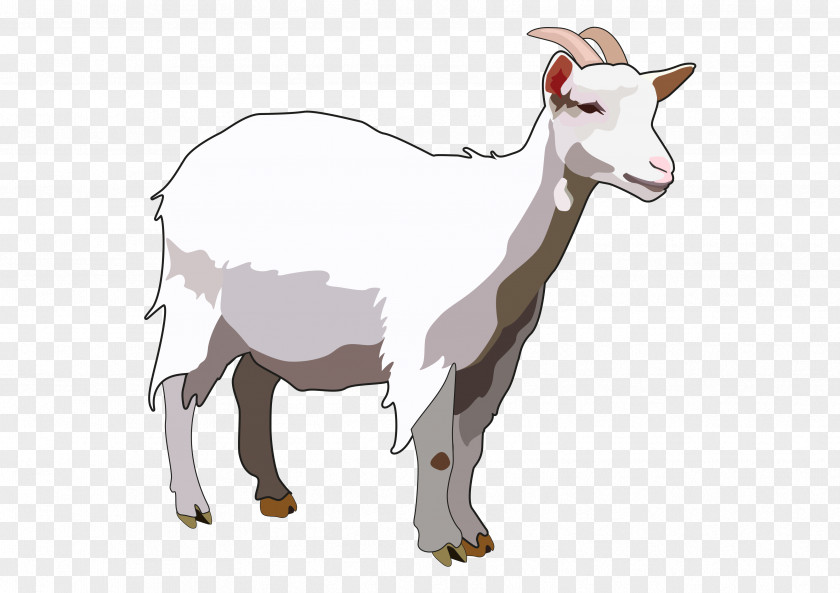 Sheep Ahuntz Canary Islands Majorera Island Goat PNG