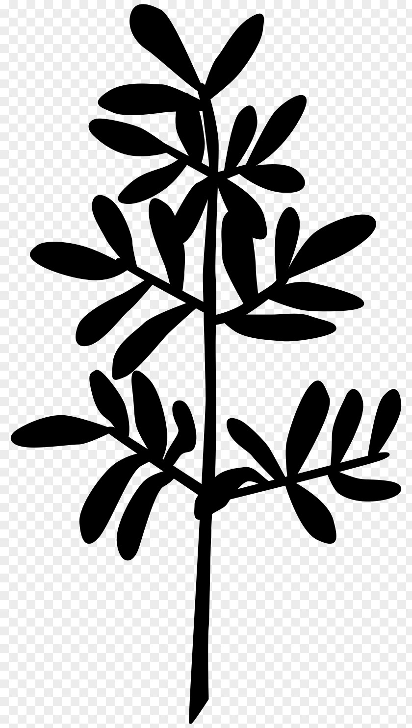 Twig Plant Stem Flower Leaf Font PNG